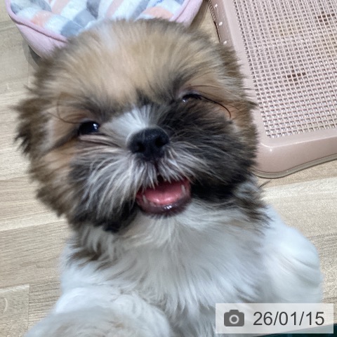 宮城県のシーズー (ペットプラス 仙台泉大沢店/2025年10月10日生まれ/女の子/ゴールドホワイト)の子犬の3枚目の画像