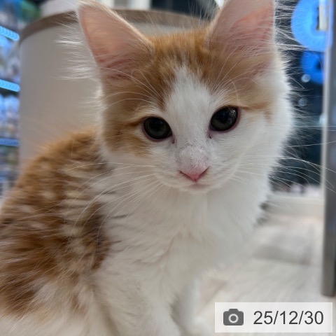 神奈川県のノルウェージャンフォレストキャット (ペットプラス 武蔵小杉店/2025年10月11日生まれ/男の子/レッドタビーホワイト)の子猫の4枚目の画像