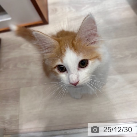 神奈川県のノルウェージャンフォレストキャット (ペットプラス 武蔵小杉店/2025年10月11日生まれ/男の子/レッドタビーホワイト)の子猫の3枚目の画像