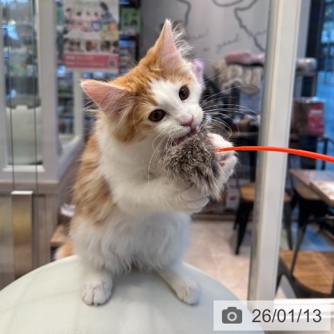 神奈川県のノルウェージャンフォレストキャット (ペットプラス 武蔵小杉店/2025年10月11日生まれ/男の子/レッドタビーホワイト)の子猫の3枚目の画像