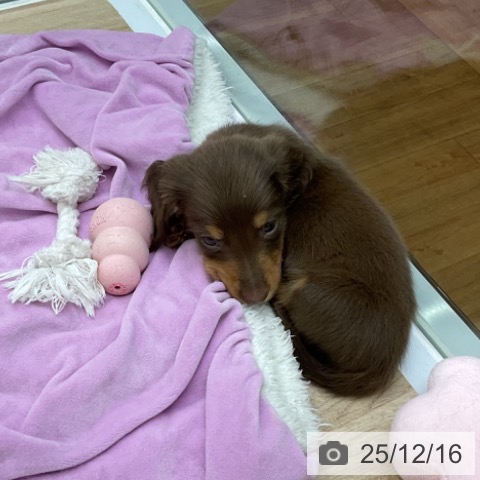 福島県のミニチュアダックスフンド(ロング) (ペットプラス 福島店/2025年10月12日生まれ/男の子/チョコレートタン)の子犬の4枚目の画像