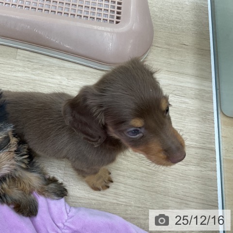 福島県のミニチュアダックスフンド(ロング) (ペットプラス 福島店/2025年10月12日生まれ/男の子/チョコレートタン)の子犬の3枚目の画像