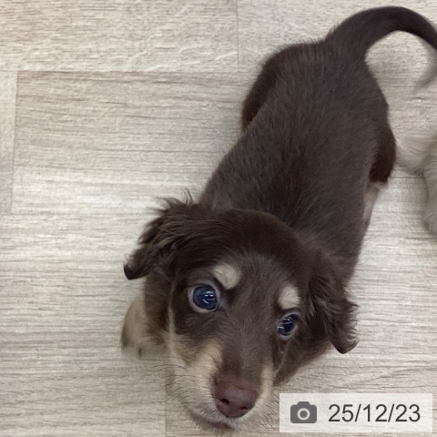 千葉県のミニチュアダックスフンド(ロング) (ペットプラス 船橋店/2025年10月12日生まれ/男の子/チョコレートイエロー)の子犬の3枚目の画像