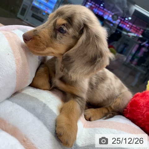 千葉県のミニチュアダックスフンド(ロング) (ペットプラス 幕張新都心店/2025年10月12日生まれ/男の子/チョコレートダップル)の子犬の4枚目の画像