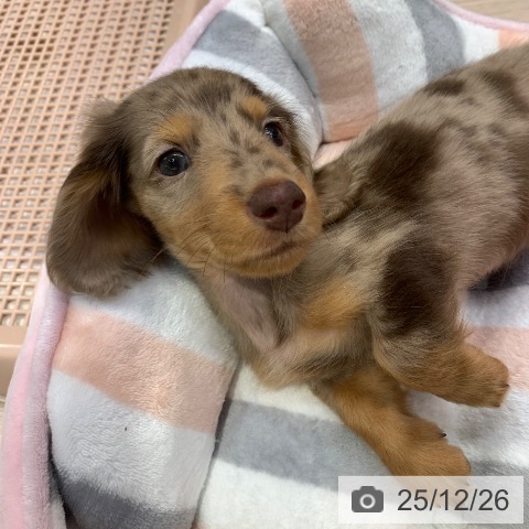 千葉県のミニチュアダックスフンド(ロング) (ペットプラス 幕張新都心店/2025年10月12日生まれ/男の子/チョコレートダップル)の子犬の3枚目の画像