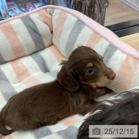 神奈川県のミニチュアダックスフンド(ロング) (ペットプラス 武蔵小杉店/2025年10月12日生まれ/女の子/チョコレートタン)の子犬の4枚目の画像