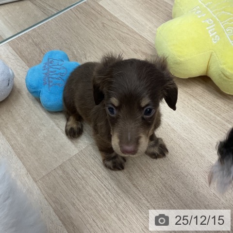 神奈川県のミニチュアダックスフンド(ロング) (ペットプラス 武蔵小杉店/2025年10月12日生まれ/女の子/チョコレートタン)の子犬の3枚目の画像