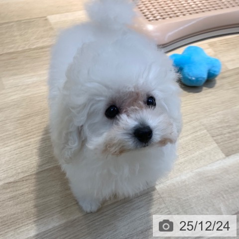 東京都のトイプードル(トイ) (ペットプラス アクアシティお台場店/2025年10月5日生まれ/男の子/ホワイト)の子犬の4枚目の画像