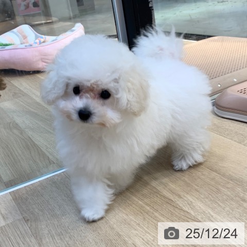 東京都のトイプードル(トイ) (ペットプラス アクアシティお台場店/2025年10月5日生まれ/男の子/ホワイト)の子犬の3枚目の画像