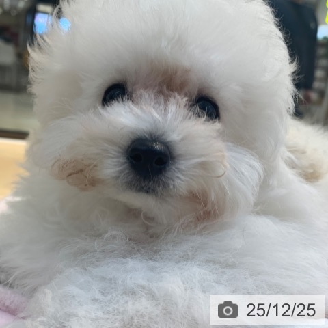 東京都のトイプードル(トイ) (ペットプラス アクアシティお台場店/2025年10月5日生まれ/男の子/ホワイト)の子犬の3枚目の画像