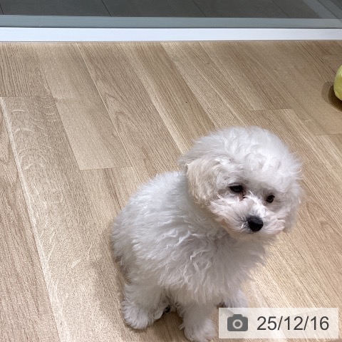 トイ・プードルの写真