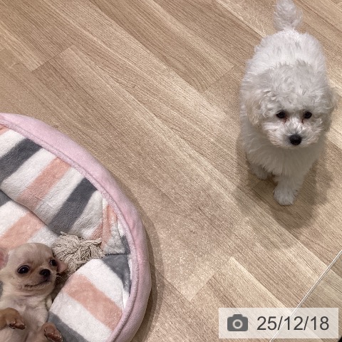 長野県のトイプードル(トイ) (ペットプラス 須坂店/2025年10月5日生まれ/女の子/ホワイト)の子犬の3枚目の画像