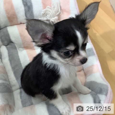 千葉県のチワワ(ロング) (ペットプラス 八千代緑が丘店/2025年10月8日生まれ/男の子/ブラックタンホワイト)の子犬の4枚目の画像