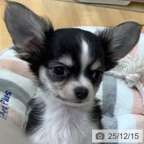 千葉県のチワワ(ロング) (ペットプラス 八千代緑が丘店/2025年10月8日生まれ/男の子/ブラックタンホワイト)の子犬の3枚目の画像