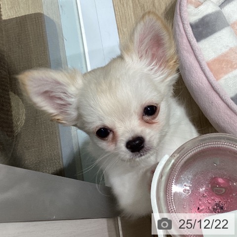 ペットプラス 立川高島屋S.C.店 | チワワの詳細情報 | 子犬・子猫専門