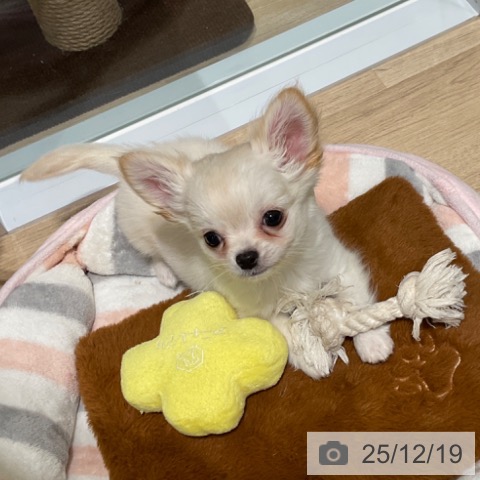東京都のチワワ(ロング) (ペットプラス 立川高島屋S.C.店/2025年10月8日生まれ/男の子/クリームホワイト)の子犬の4枚目の画像