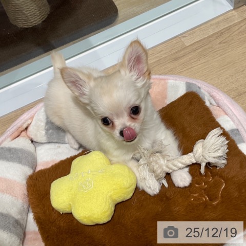 東京都のチワワ(ロング) (ペットプラス 立川高島屋S.C.店/2025年10月8日生まれ/男の子/クリームホワイト)の子犬の3枚目の画像