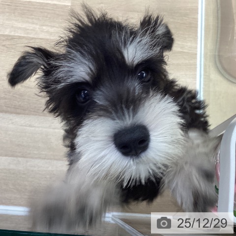 神奈川県のミニチュアシュナウザー (ペットプラス 座間店/2025年10月11日生まれ/男の子/ブラックシルバー)の子犬の4枚目の画像