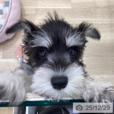 神奈川県のミニチュアシュナウザー (ペットプラス 座間店/2025年10月11日生まれ/男の子/ブラックシルバー)の子犬の3枚目の画像