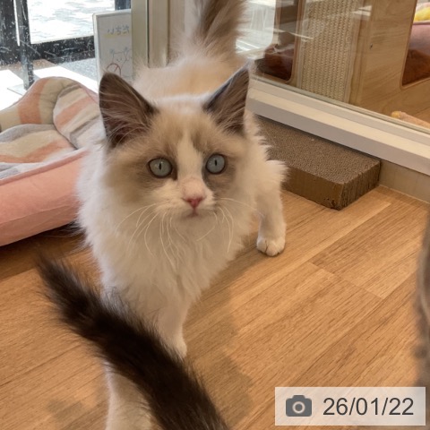 千葉県のラグドール (ペットプラス コトエ流山おおたかの森店/2025年10月13日生まれ/女の子/ブルーポイントバイカラー)の子猫の4枚目の画像