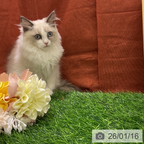 千葉県のラグドール (ペットプラス コトエ流山おおたかの森店/2025年10月13日生まれ/女の子/ブルーポイントバイカラー)の子猫の3枚目の画像