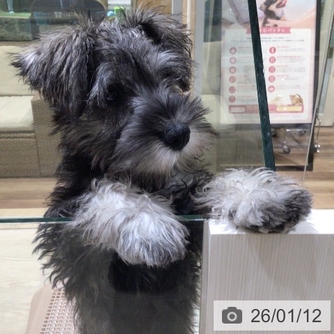 神奈川県のミニチュアシュナウザー (ペットプラス 川崎ルフロン店/2025年10月11日生まれ/男の子/ソルトペッパー)の子犬の3枚目の画像