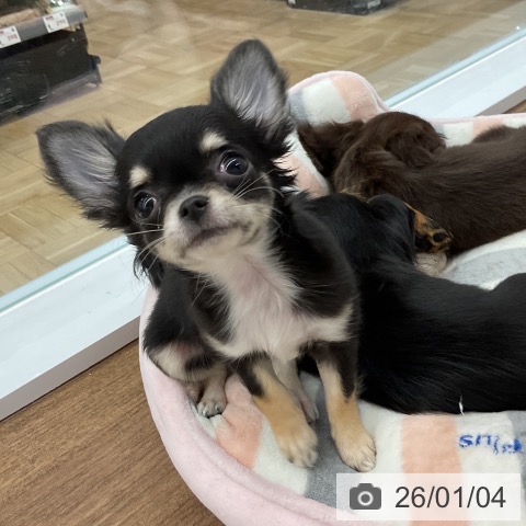 千葉県のチワワ(ロング) (ペッツワン 千葉ニュータウン店/2025年10月10日生まれ/女の子/ブラックタンホワイト)の子犬の3枚目の画像