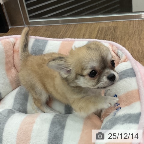 チワワの写真