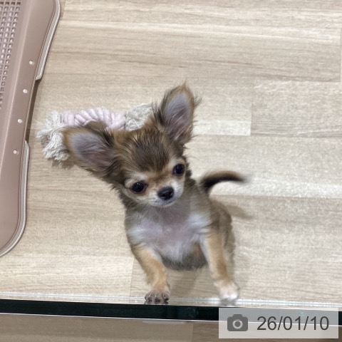 長野県のチワワ(ロング) (ペットプラス 須坂店/2025年10月10日生まれ/男の子/レッドホワイト)の子犬の4枚目の画像