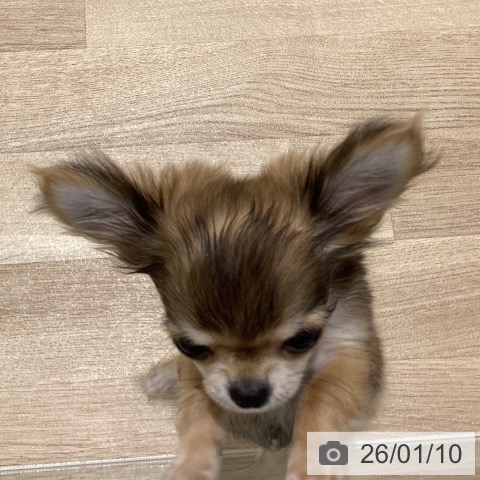 長野県のチワワ(ロング) (ペットプラス 須坂店/2025年10月10日生まれ/男の子/レッドホワイト)の子犬の3枚目の画像