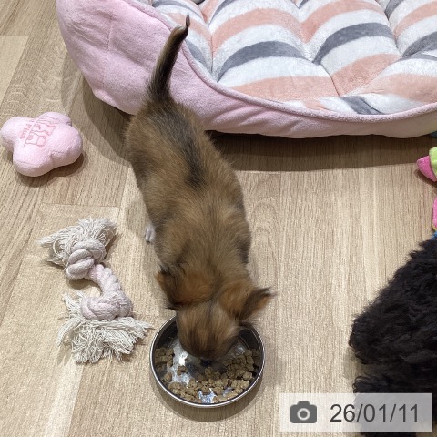 長野県のチワワ(ロング) (ペットプラス 須坂店/2025年10月10日生まれ/男の子/レッドホワイト)の子犬の3枚目の画像