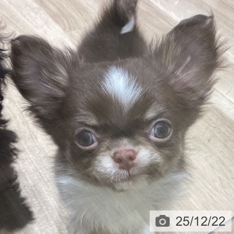 長野県のチワワ(ロング) (ペットプラス 須坂店/2025年10月12日生まれ/男の子/チョコレートホワイト)の子犬の4枚目の画像