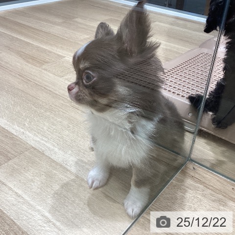 長野県のチワワ(ロング) (ペットプラス 須坂店/2025年10月12日生まれ/男の子/チョコレートホワイト)の子犬の3枚目の画像