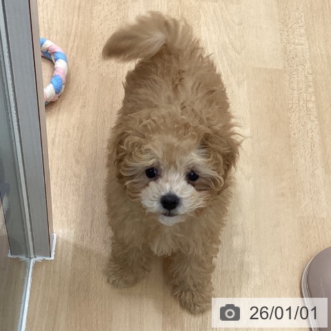 長野県のトイプードル(トイ) (ペットプラス 松本店/2025年10月13日生まれ/男の子/アプリコット)の子犬の3枚目の画像