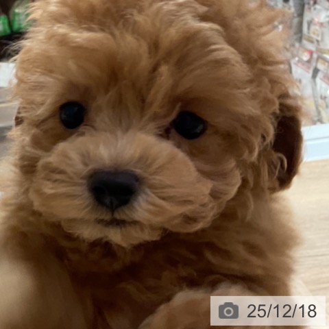 神奈川県のトイプードル(トイ) (ペットプラス 湘南平塚店/2025年10月13日生まれ/女の子/レッド)の子犬の3枚目の画像