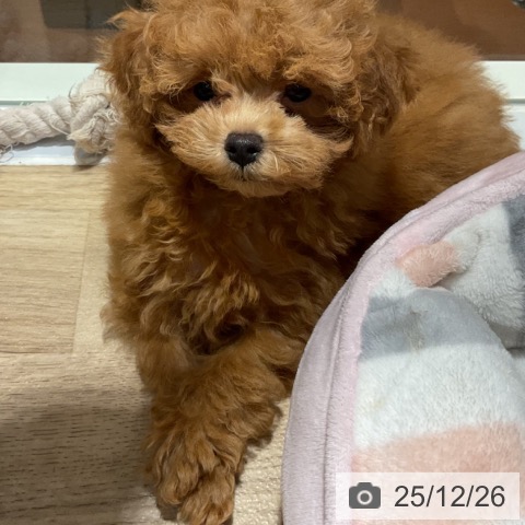 神奈川県のトイプードル(トイ) (ペットプラス 湘南平塚店/2025年10月13日生まれ/女の子/レッド)の子犬の3枚目の画像