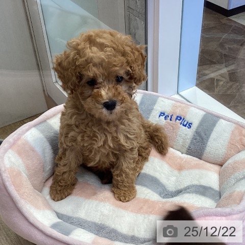 神奈川県のトイプードル(トイ) (ペットプラス 座間店/2025年10月6日生まれ/女の子/アプリコット)の子犬の4枚目の画像