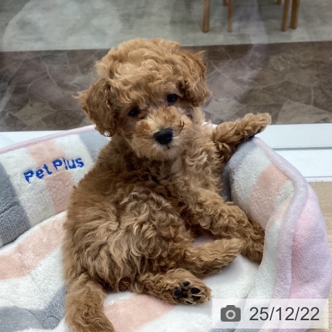 神奈川県のトイプードル(トイ) (ペットプラス 座間店/2025年10月6日生まれ/女の子/アプリコット)の子犬の3枚目の画像