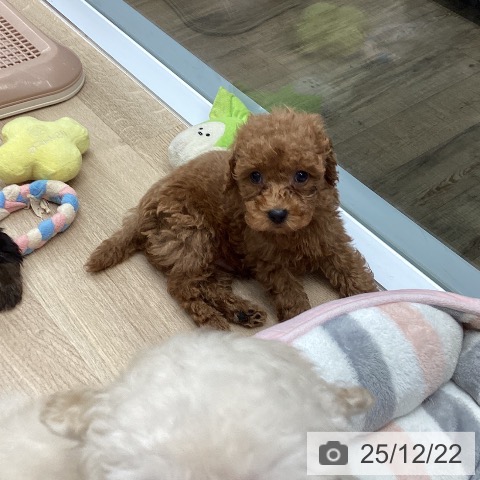 東京都のトイプードル(トイ) (ペットプラス むさし村山店/2025年10月9日生まれ/男の子/アプリコット)の子犬の4枚目の画像