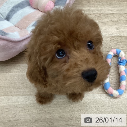 東京都のトイプードル(トイ) (ペットプラス むさし村山店/2025年10月9日生まれ/男の子/アプリコット)の子犬の4枚目の画像