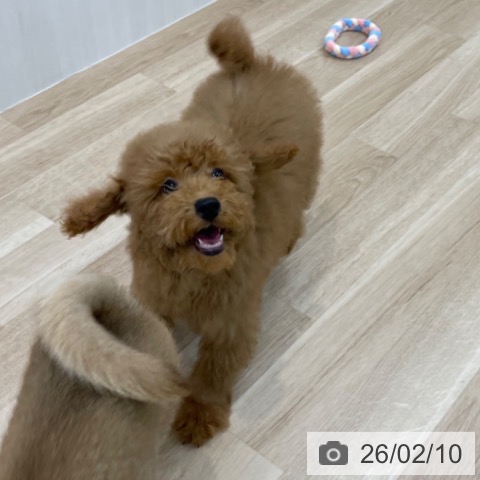 神奈川県のトイプードル(トイ) (ペットプラス 相模原並木店/2025年10月9日生まれ/男の子/アプリコット)の子犬の4枚目の画像