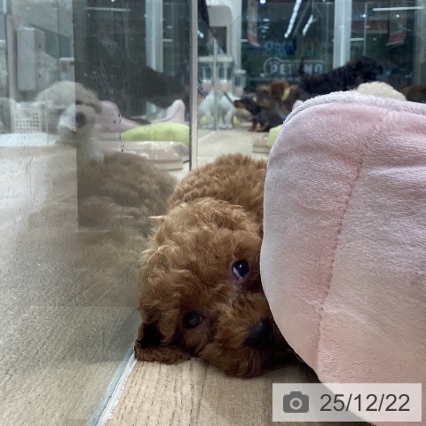 東京都のトイプードル(トイ) (ペットプラス むさし村山店/2025年10月9日生まれ/男の子/アプリコット)の子犬の3枚目の画像