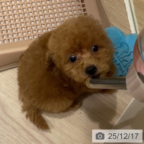 埼玉県のトイプードル(トイ) (ペットプラス 上尾店/2025年10月9日生まれ/男の子/アプリコット)の子犬の3枚目の画像