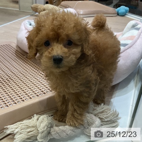 埼玉県のトイプードル(トイ) (ペットプラス 上尾店/2025年10月9日生まれ/男の子/アプリコット)の子犬の4枚目の画像