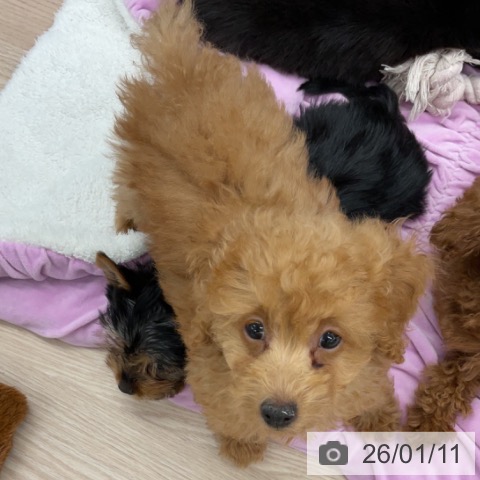 埼玉県のトイプードル(トイ) (ペットプラス 上尾店/2025年10月9日生まれ/男の子/アプリコット)の子犬の4枚目の画像