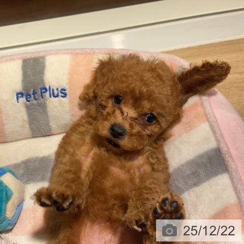 神奈川県のトイプードル(トイ) (ペットプラス 湘南平塚店/2025年10月9日生まれ/女の子/アプリコット)の子犬の4枚目の画像