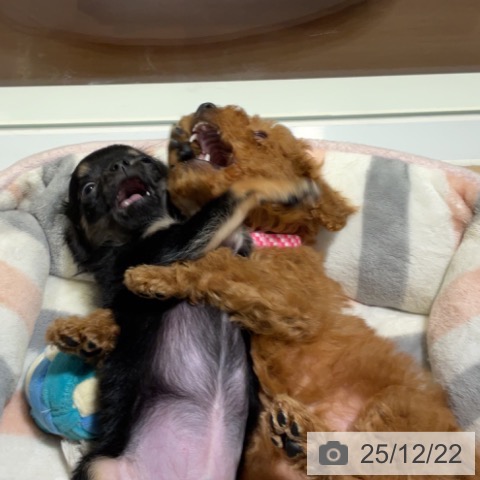 神奈川県のトイプードル(トイ) (ペットプラス 湘南平塚店/2025年10月9日生まれ/女の子/アプリコット)の子犬の4枚目の画像