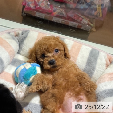 神奈川県のトイプードル(トイ) (ペットプラス 湘南平塚店/2025年10月9日生まれ/女の子/アプリコット)の子犬の3枚目の画像