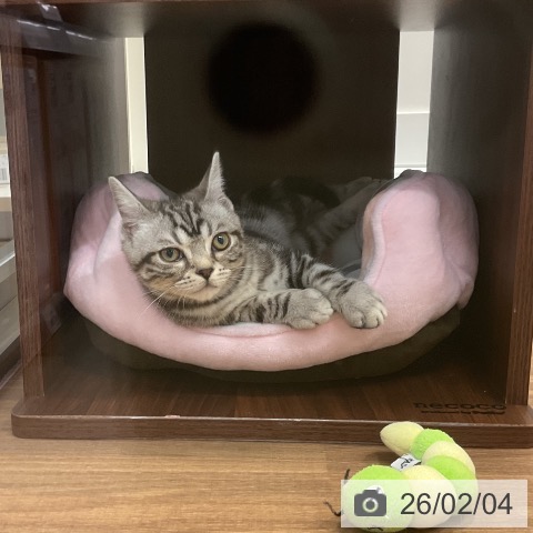 アメリカンショートヘアの写真