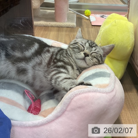 アメリカンショートヘアの写真